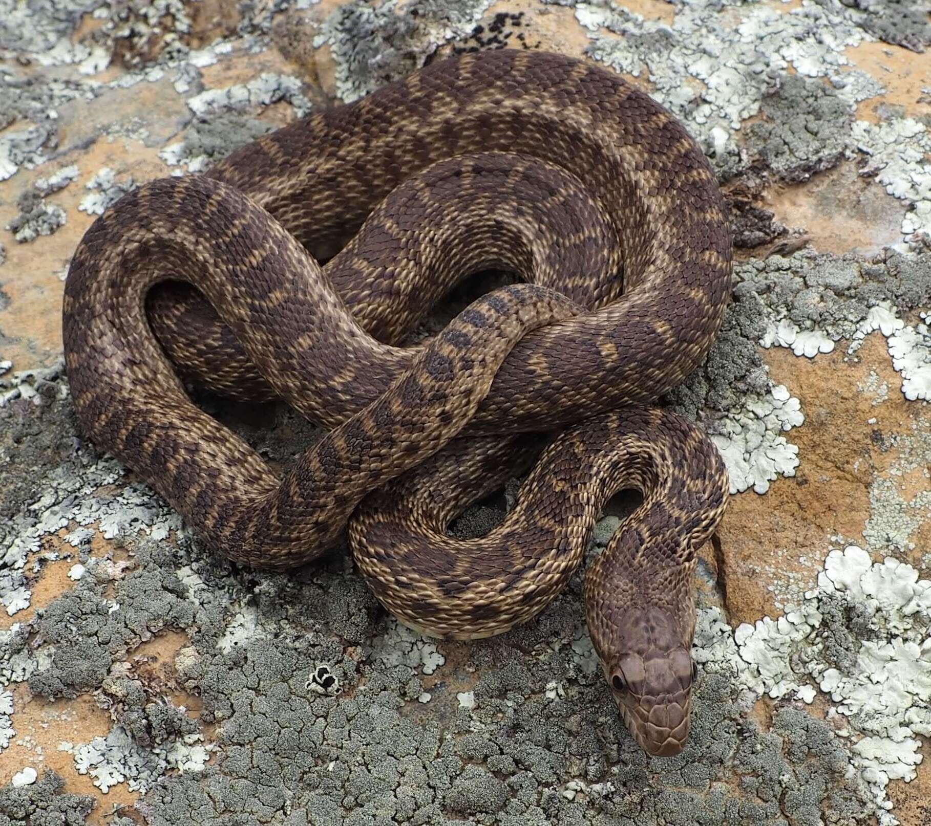 Pituophis catenifer catenifer (Blainville 1835)的圖片