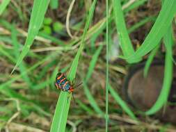 Image of Fire Grid Burnet