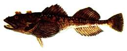 Image of Fourhorn sculpin