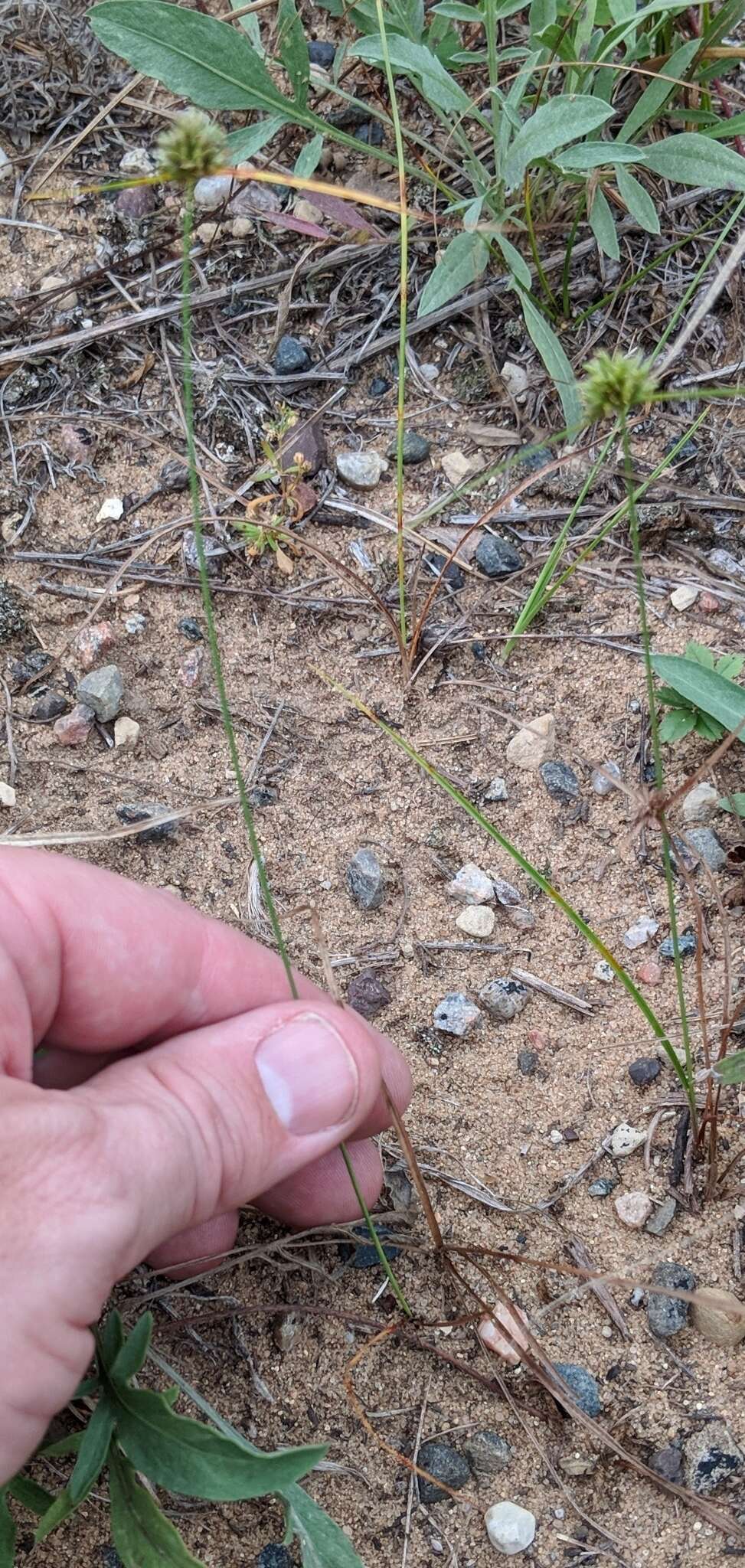 Image of Great Plains flatsedge