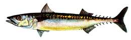 Image of Atlantic Mackerel