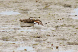 Image of Red-capped Dotterel