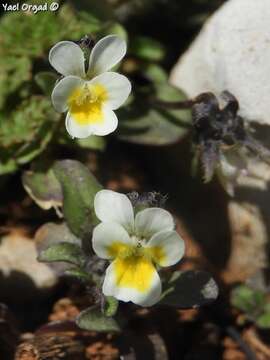 Image of Viola parvula Tineo