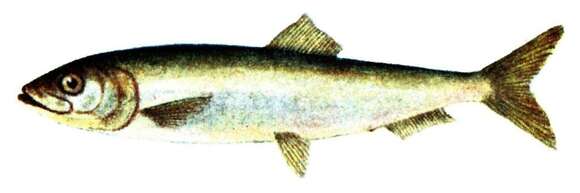 Image of Atlantic Herring