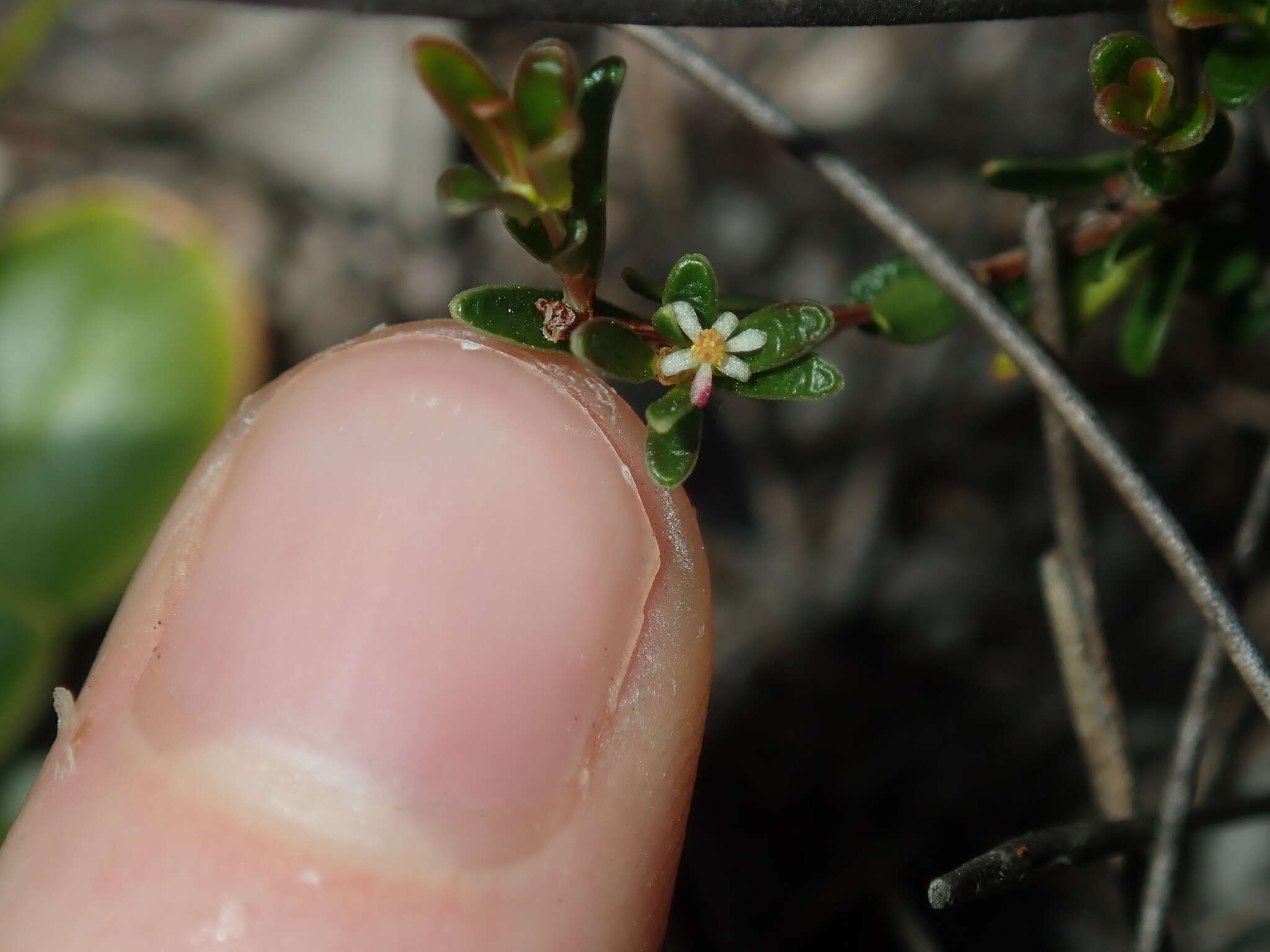 Image of Pseudanthus orientalis F. Muell.