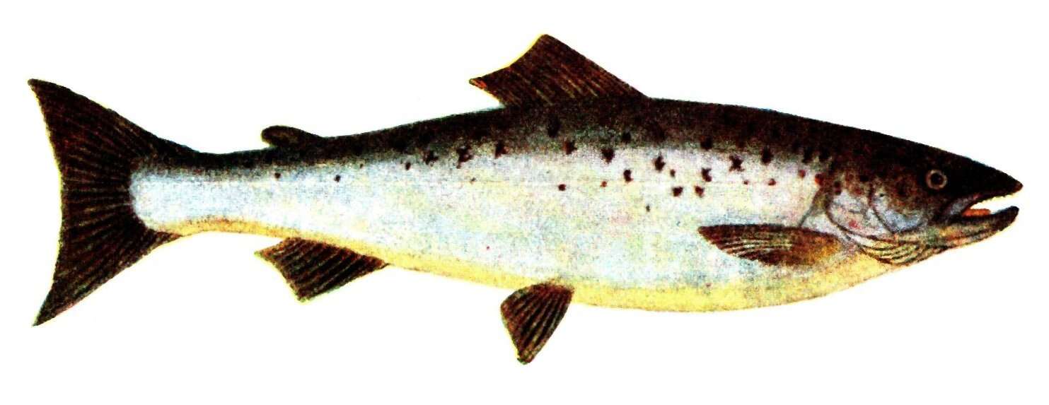 Image of Atlantic Salmon