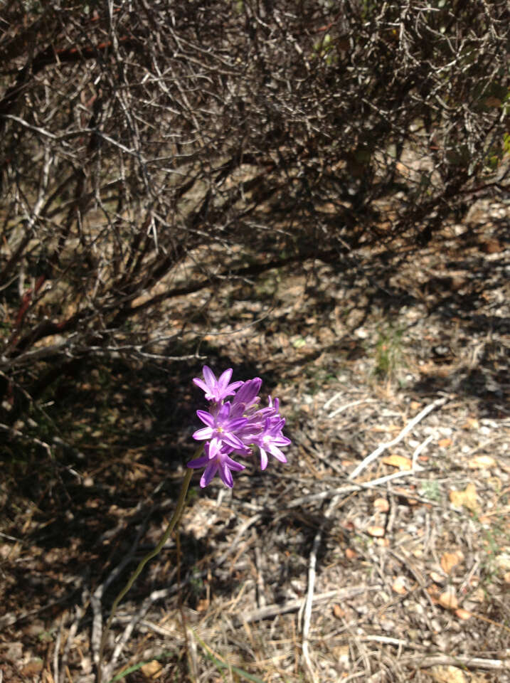 Sivun Dichelostemma multiflorum (Benth.) A. Heller kuva