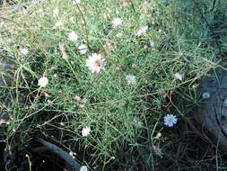 Imagem de Malacothrix saxatilis var. tenuifolia (Nutt.) A. Gray