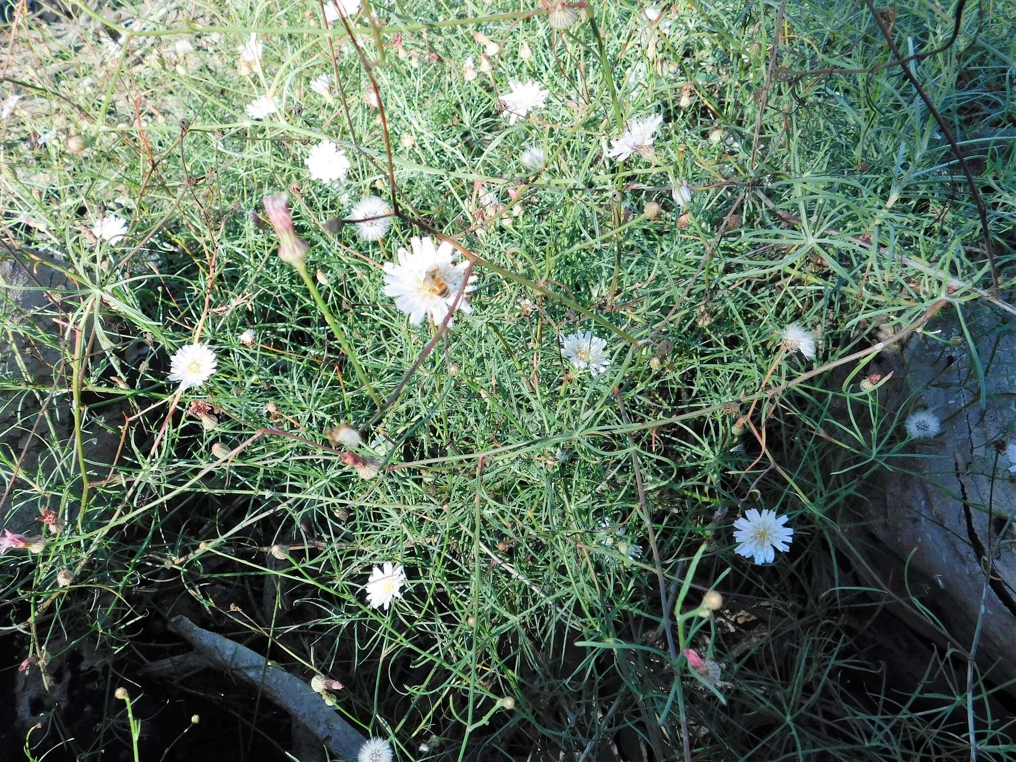 Image of cliff desertdandelion