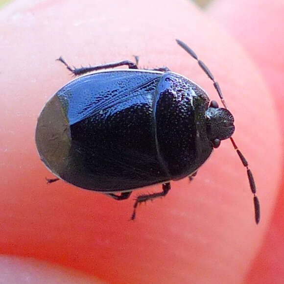 Image of White-margined Burrower Bug