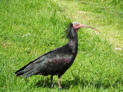 Image of Bald Ibis