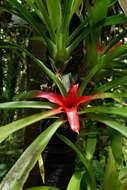 Image of Neoregelia carolinae (Beer) L. B. Sm.