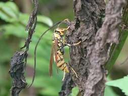 Image of Polistes rothneyi Cameron 1900