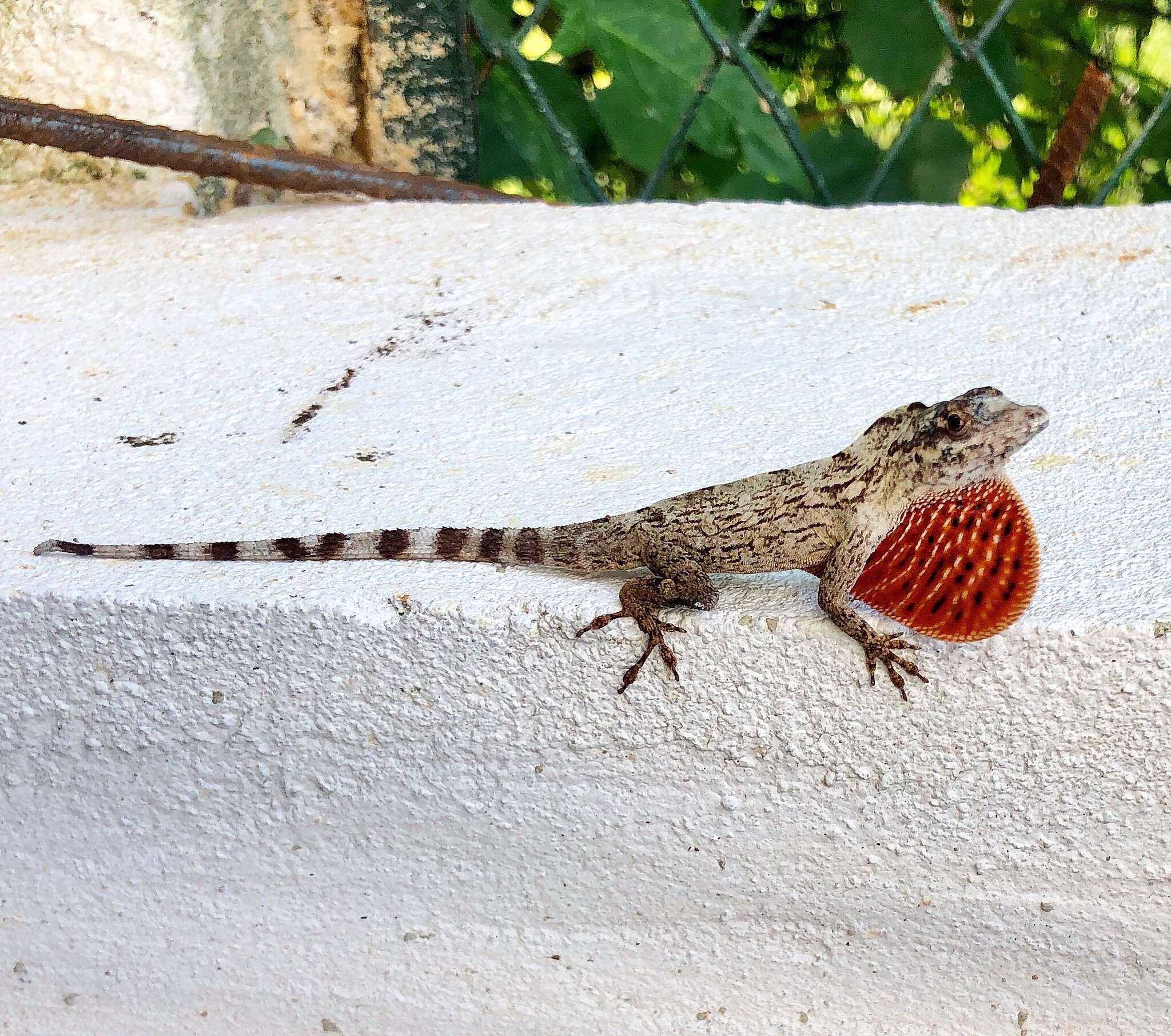 Image de Anolis sulcifrons Cope 1899