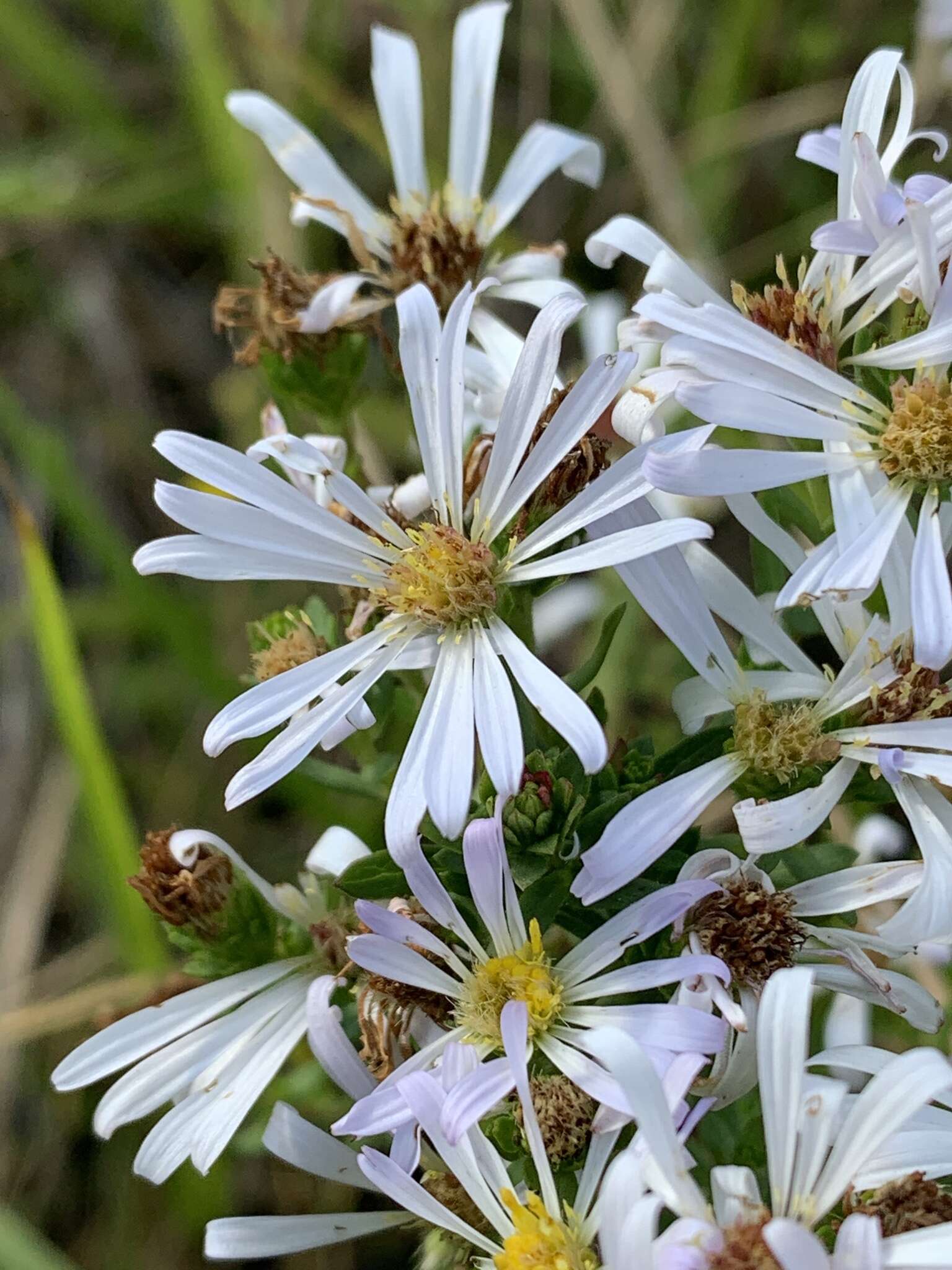 Image of Hall's aster