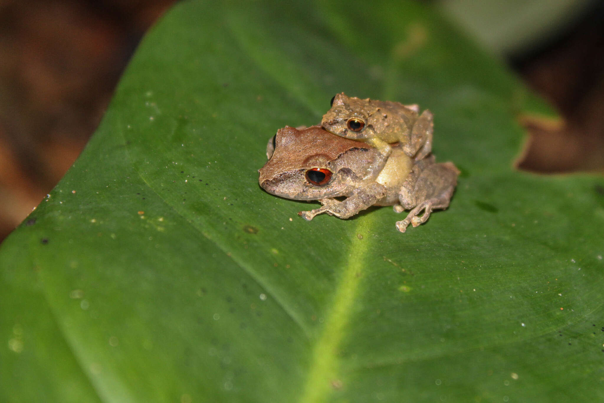 Image of Pristimantis viejas (Lynch & Rueda-Almonacid 1999)