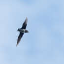 Image of Cassin's Spinetail