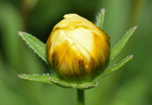 Image of golden tickseed