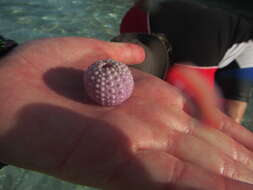 Image of Long-spined sea urchin