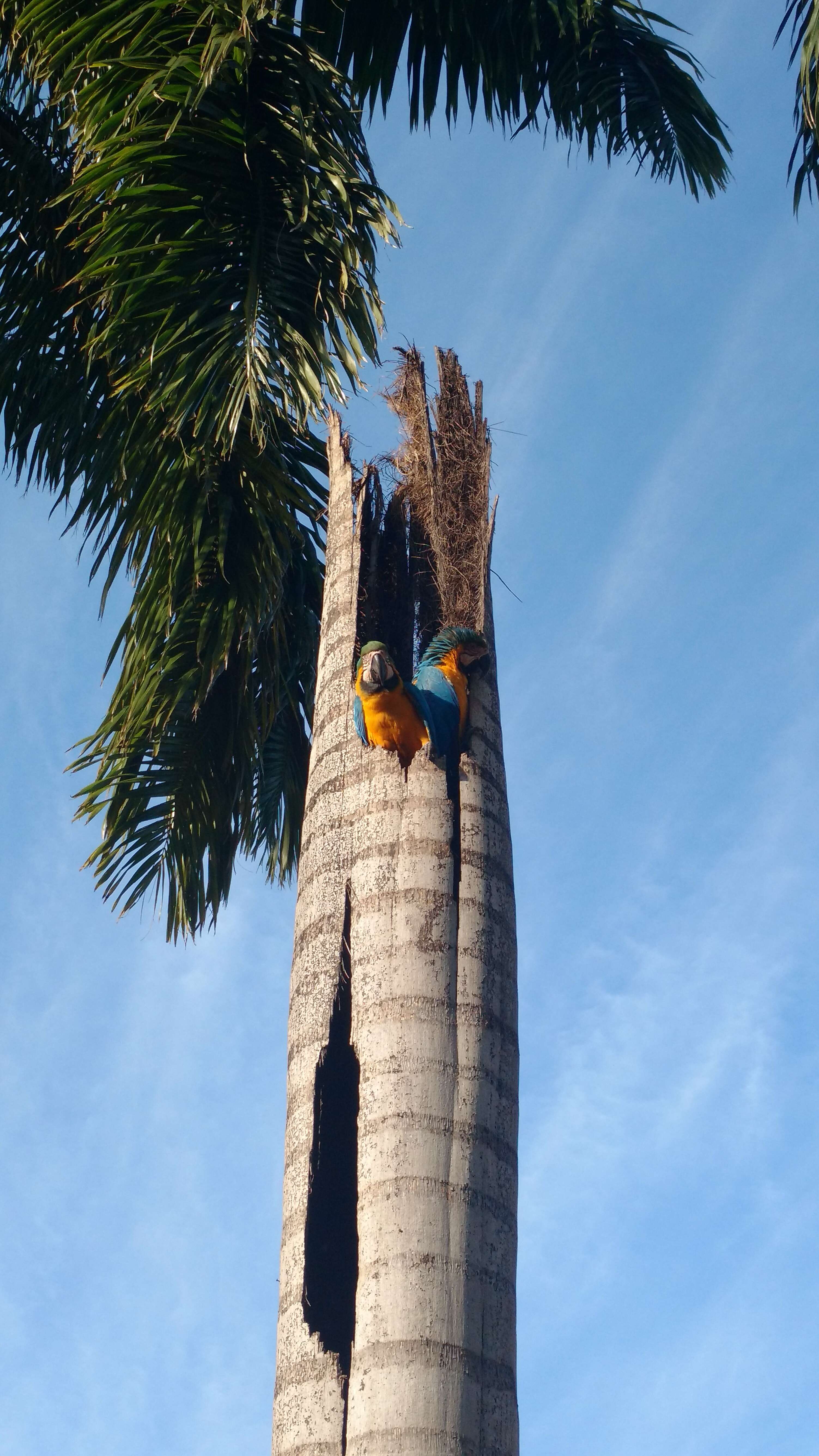 Image of Blue-and-yellow Macaw