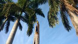 Image of Blue-and-yellow Macaw