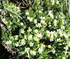 Image of Diosma aspalathoides Lam.