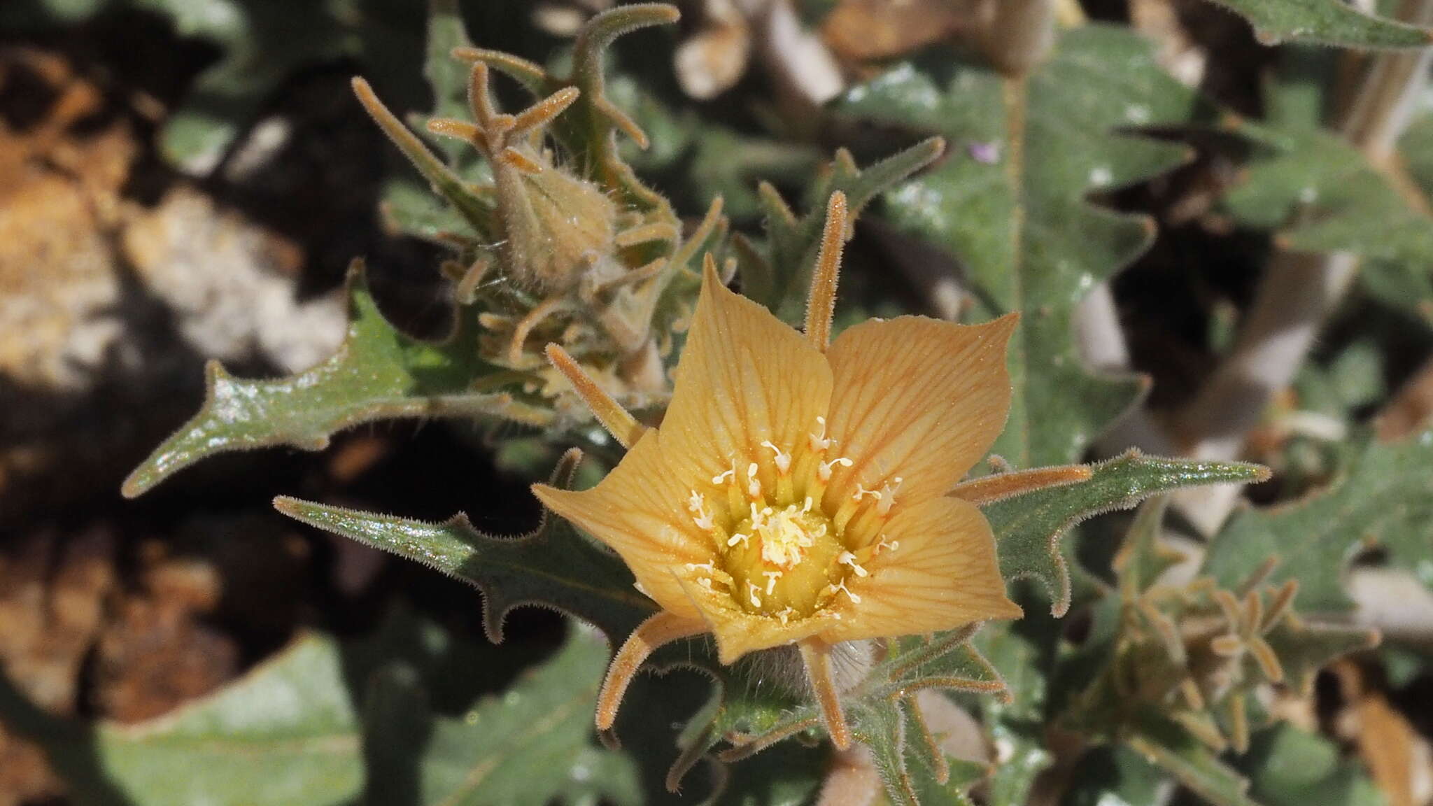 Image of hairy blazingstar