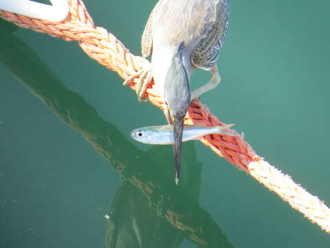 Image of hardyhead silverside