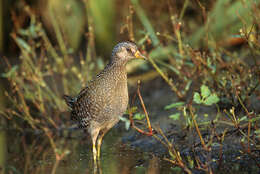 Image of Spotted Crake