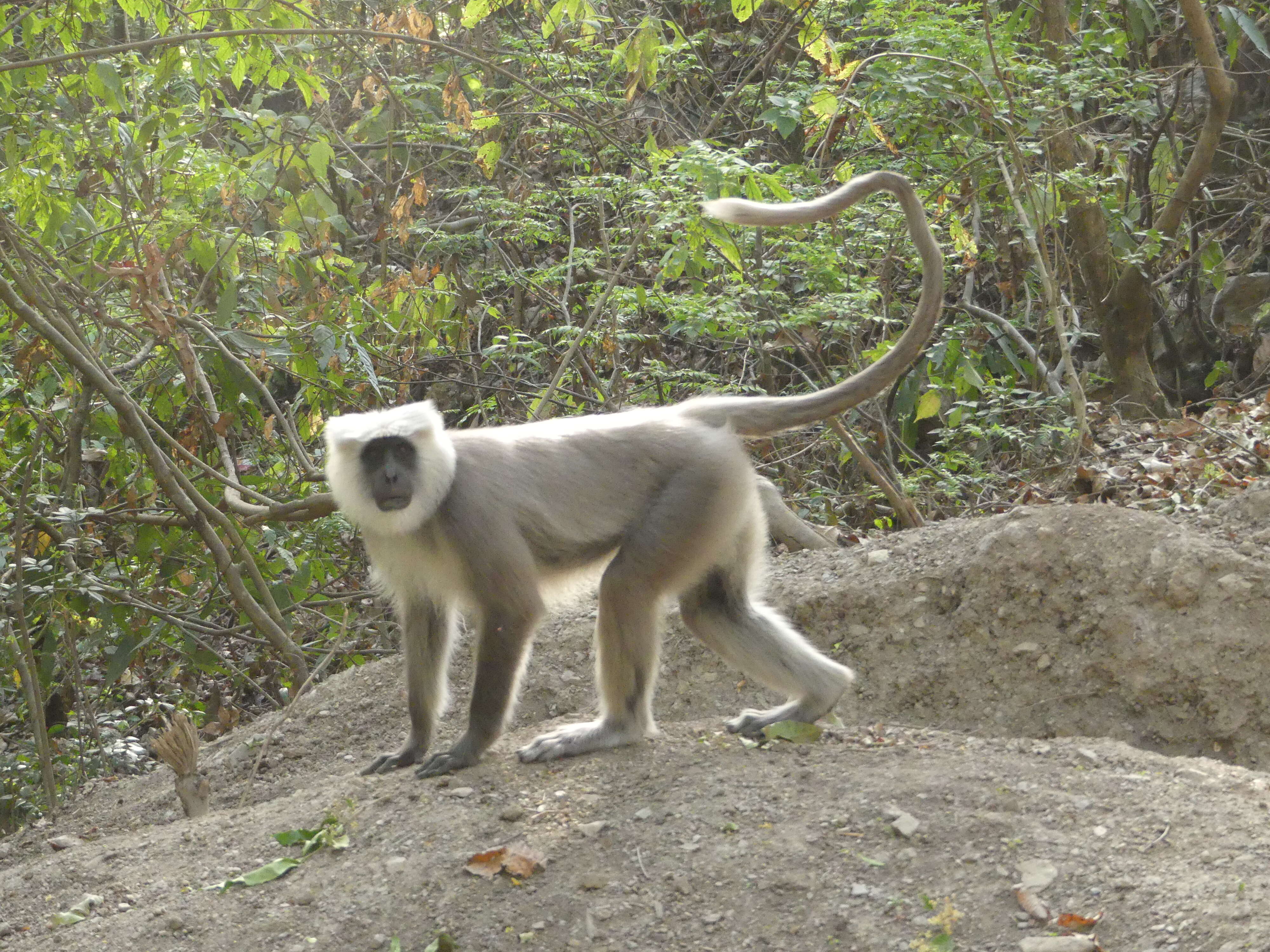 Semnopithecus hector (Pocock 1928) resmi