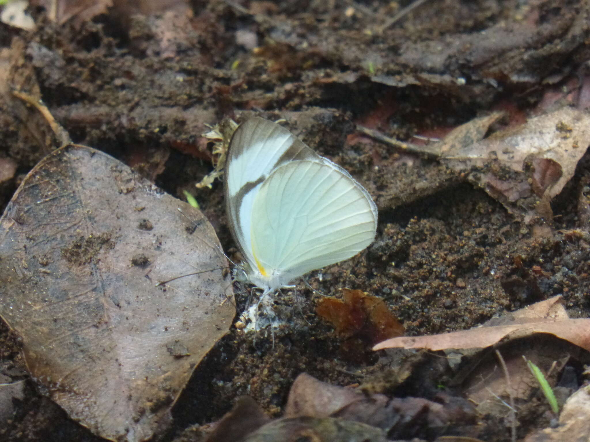 Image of <i>Itaballia demophile centralis</i>