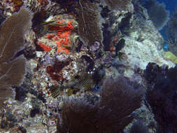 Image of Spotted Trunkfish