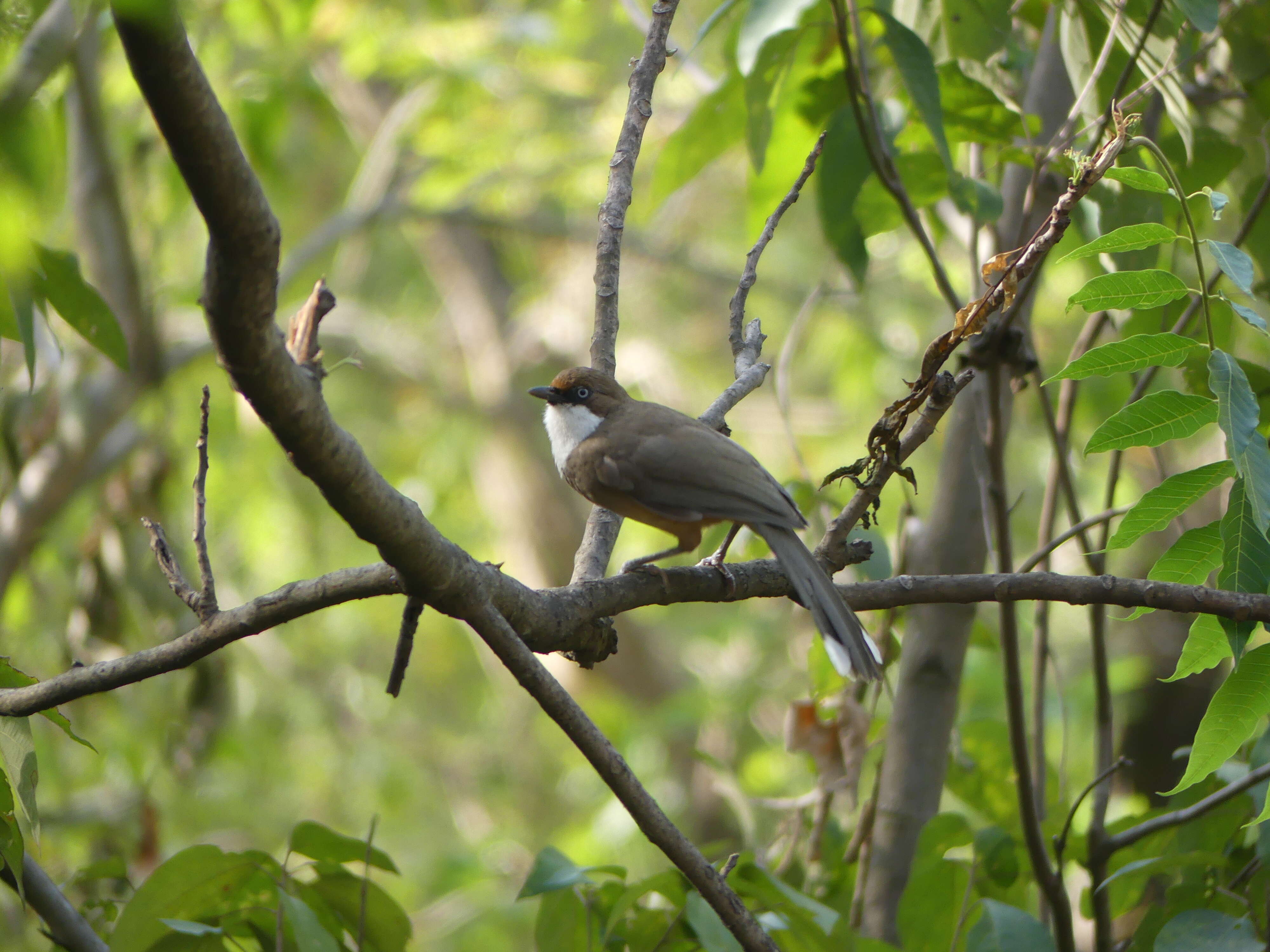 Слика од Garrulax albogularis