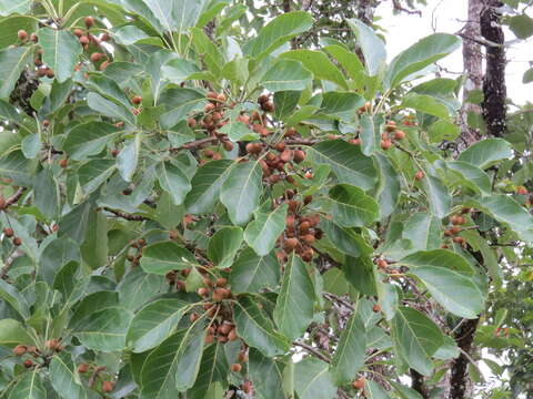 Image de Terminalia bellirica (Gaertn.) Roxb.