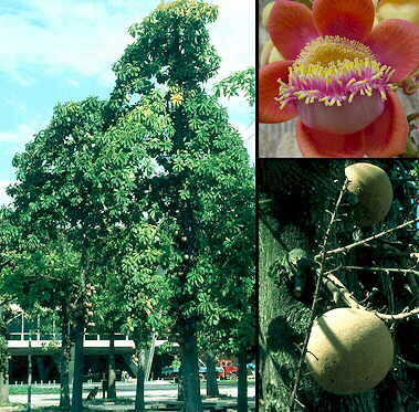 Image of Cannonball Tree