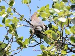 Urocolius indicus indicus (Latham 1790) resmi