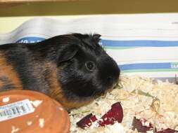 Image of Cavy