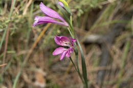 Imagem de Gladiolus anatolicus (Boiss.) Stapf
