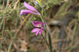 Image of Gladiolus anatolicus (Boiss.) Stapf