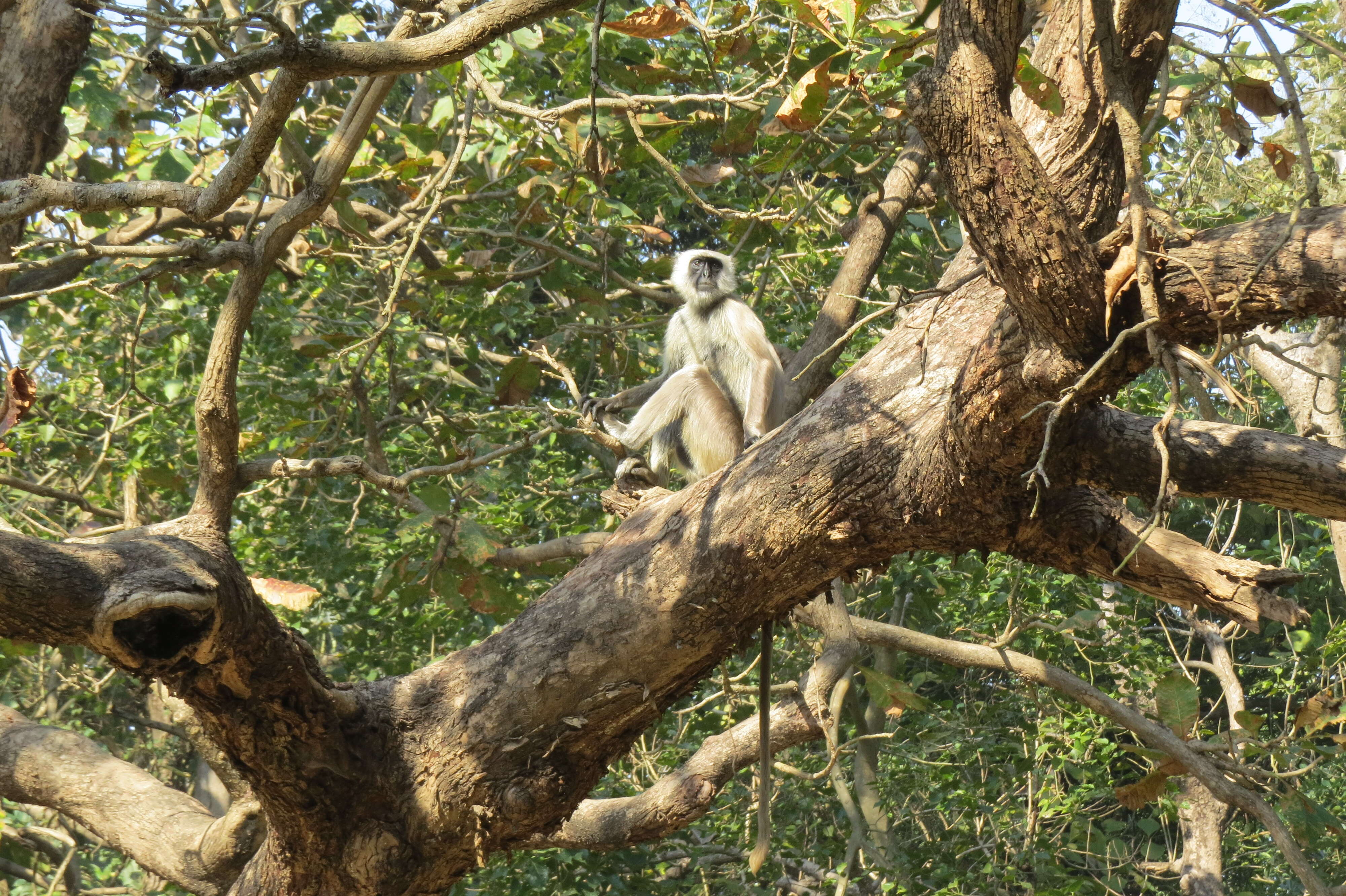 Image of Gray Langur