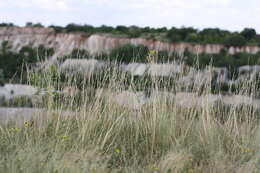 Image de Stipa tirsa Steven