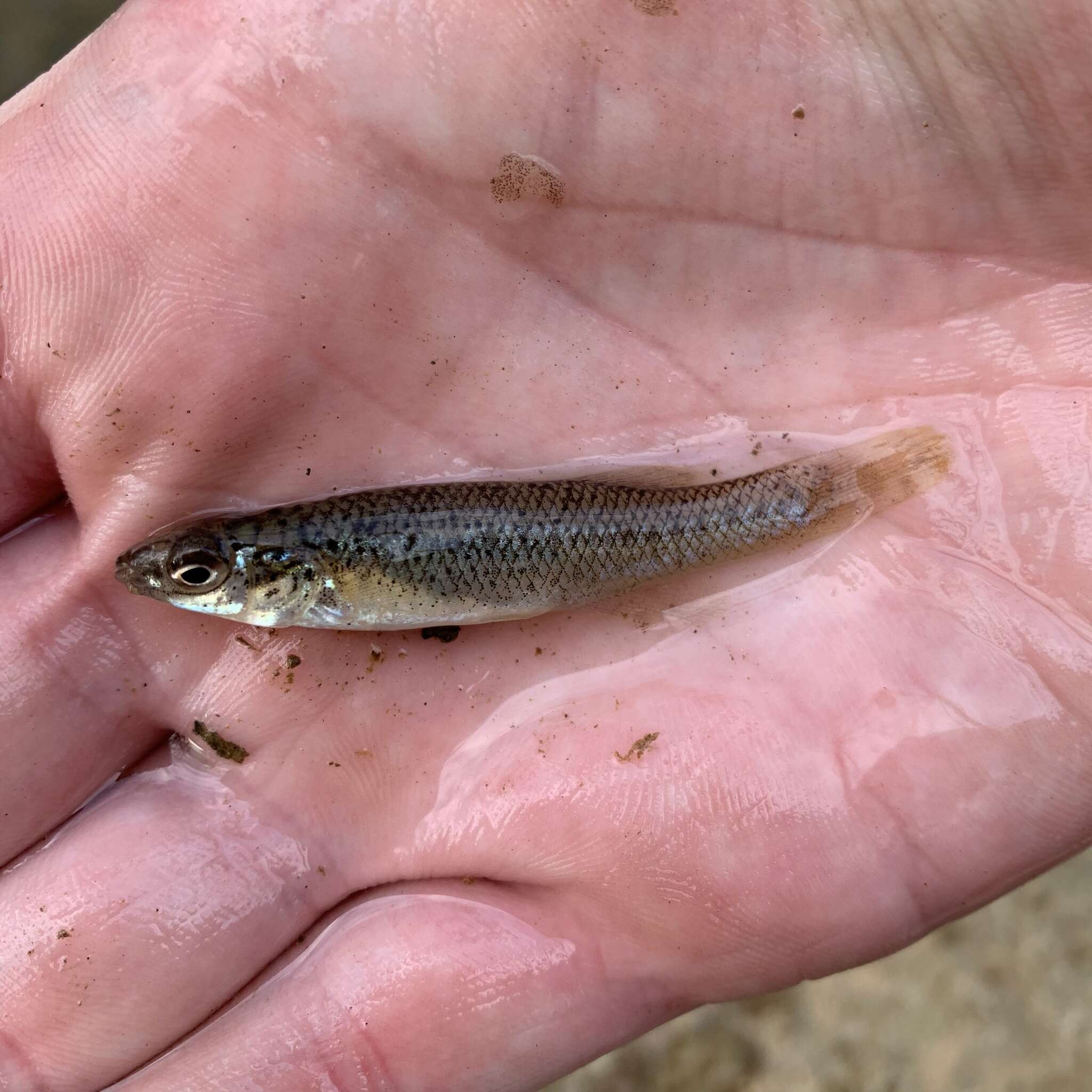 Image of Speckled killifish