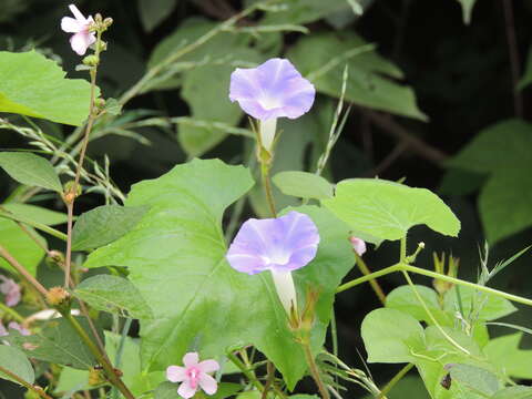 Image of whiteedge morning-glory