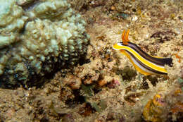 Image of Chromodoris africana Eliot 1904