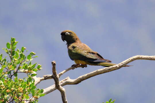 صورة Cyanoliseus patagonus bloxami Olson 1995