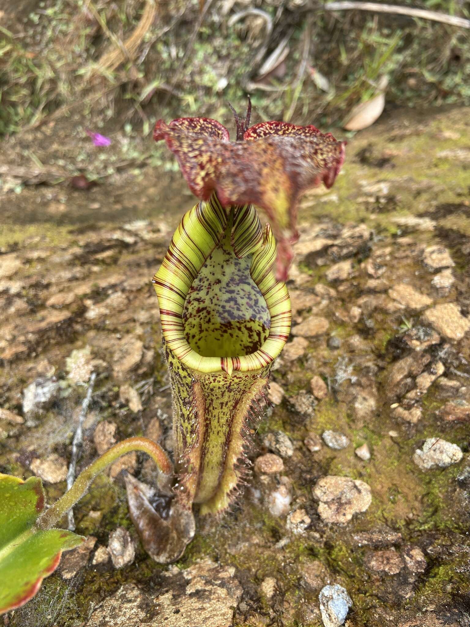 Image of Nepenthes maxima Reinw. ex Nees