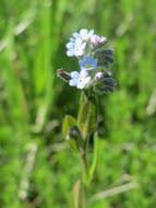 Слика од Myosotis arvensis (L.) Hill