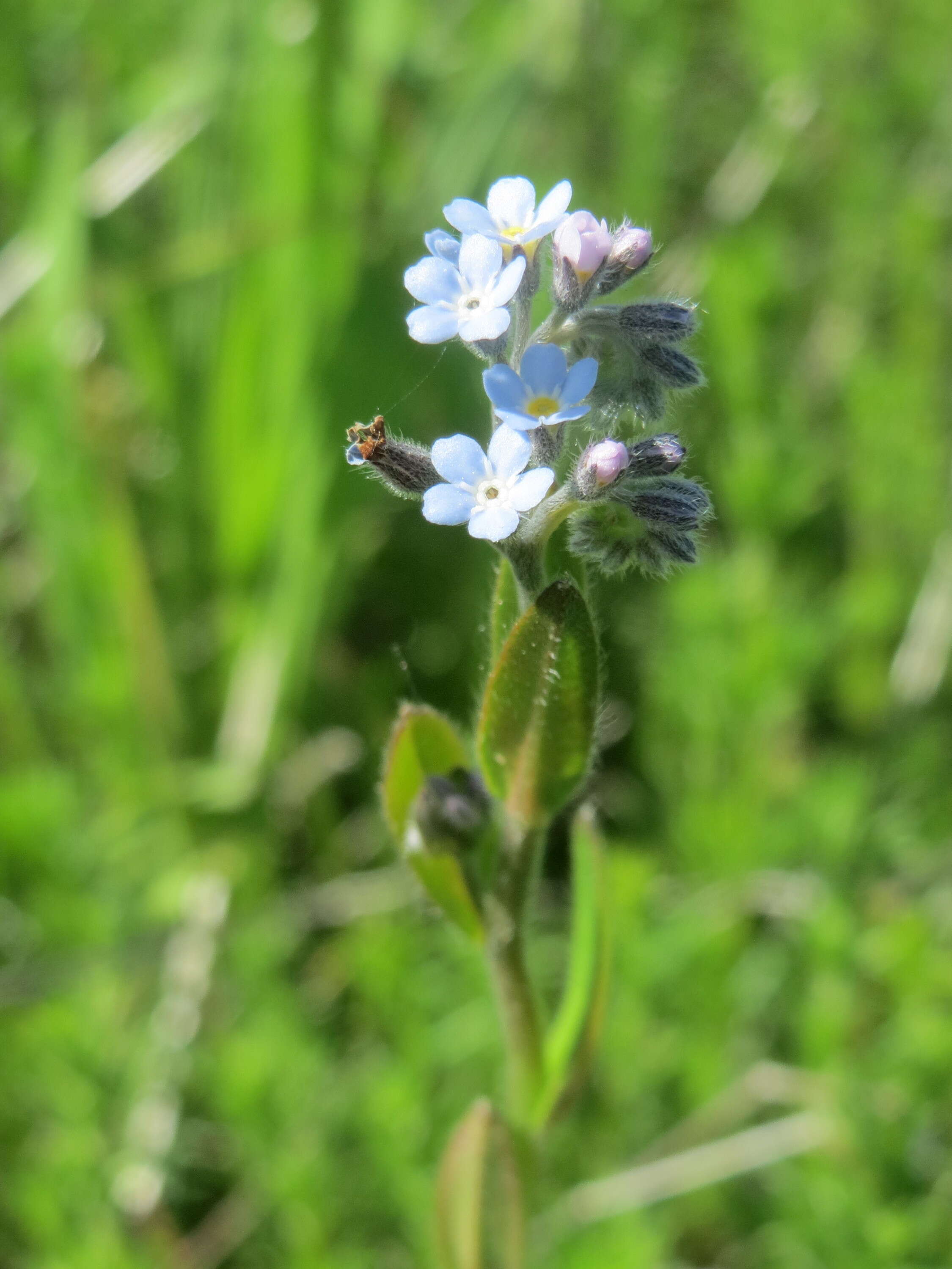 Слика од Myosotis arvensis (L.) Hill