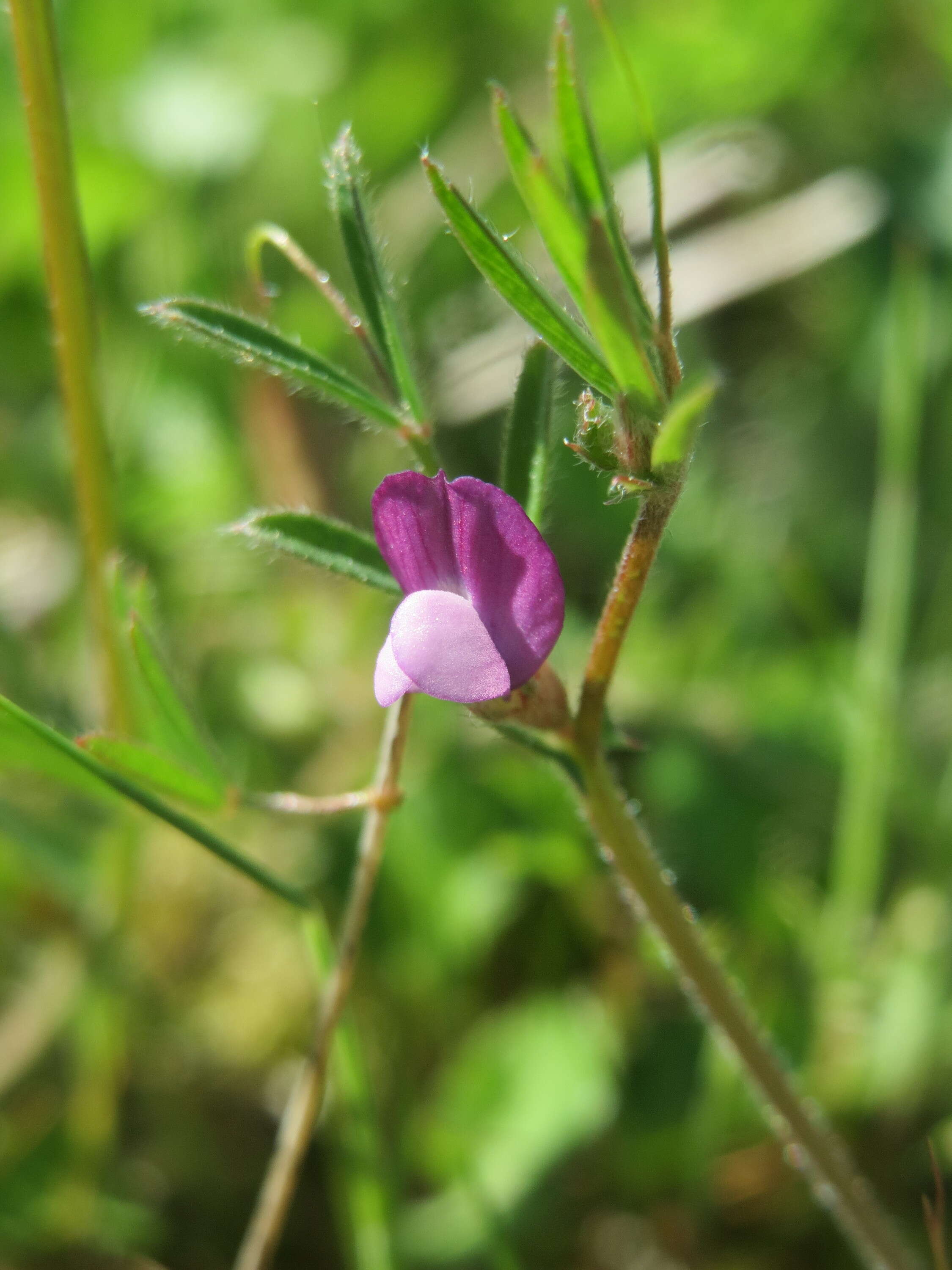 Imagem de Vicia lathyroides L.