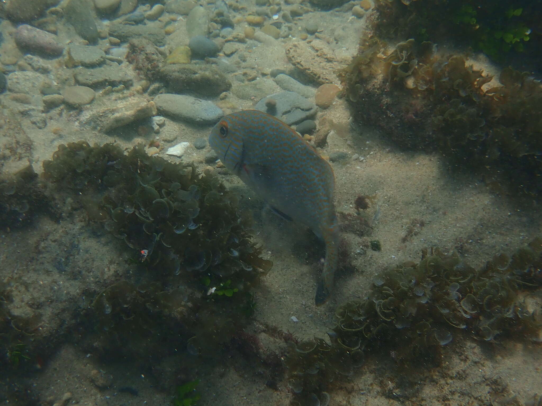 Image of Lemon sweetlips